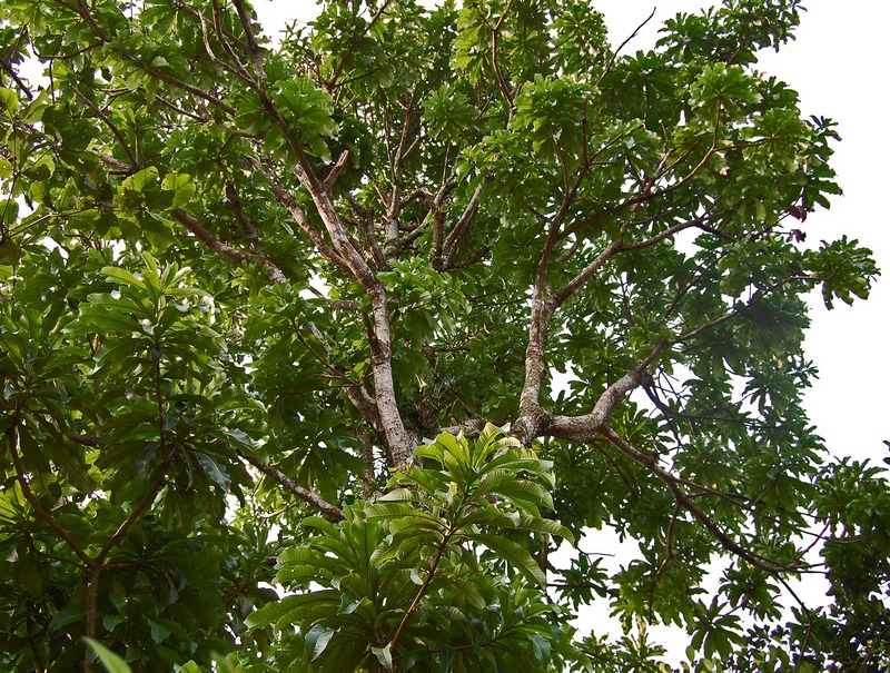 Pohon Kemang