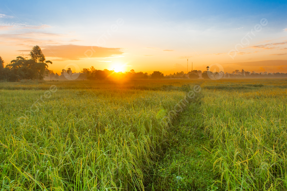 Pemandangan Sawah di Pagi Hari