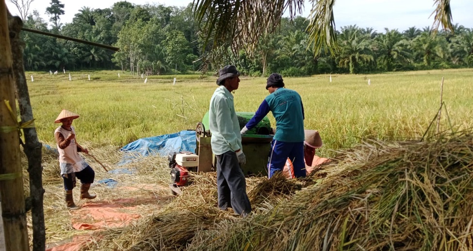 Petani di Sawah Desa Kemang